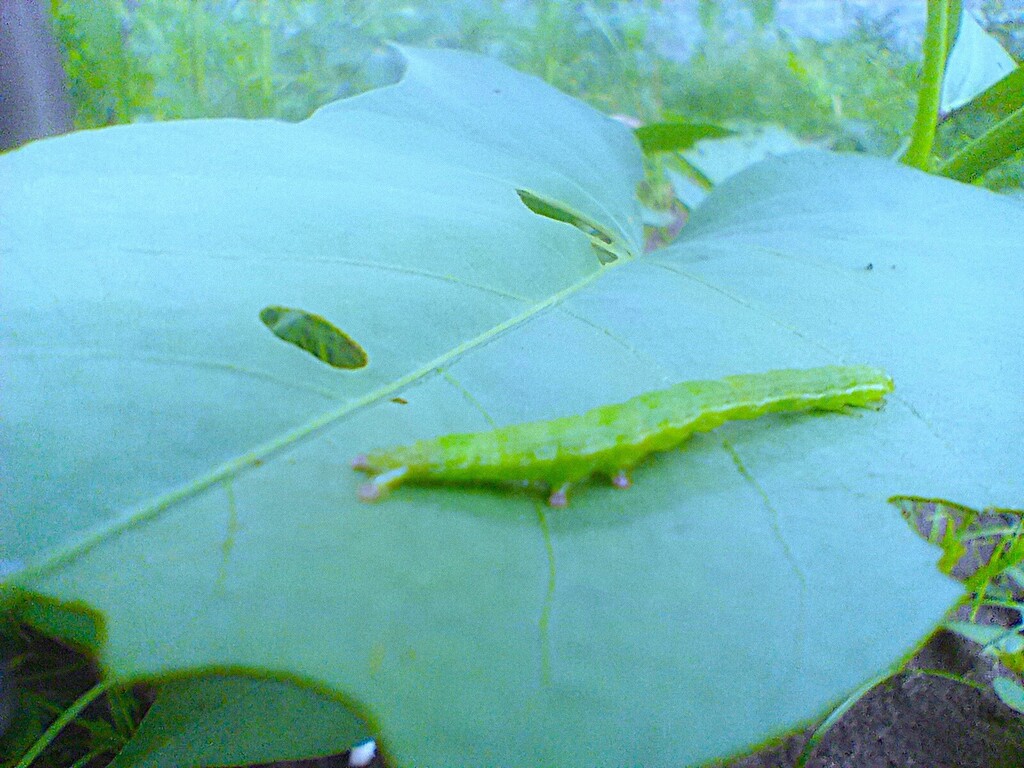 https://inaturalist-open-data.s3.amazonaws.com/photos/523447959/large.jpg