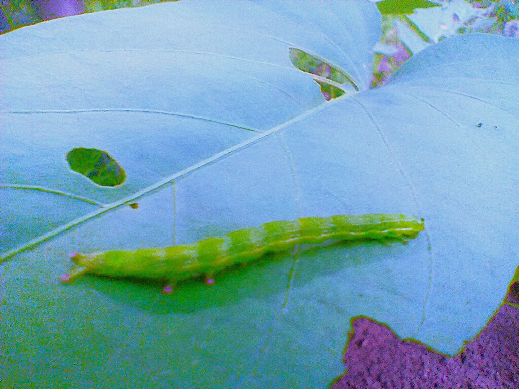 https://inaturalist-open-data.s3.amazonaws.com/photos/523447992/large.jpg