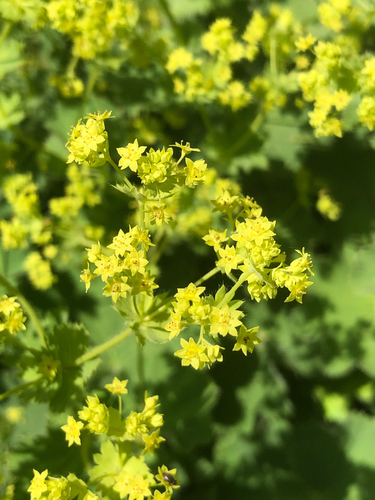 Lady's-mantle (Alchemilla mollis)