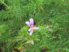 Pelargonium radens