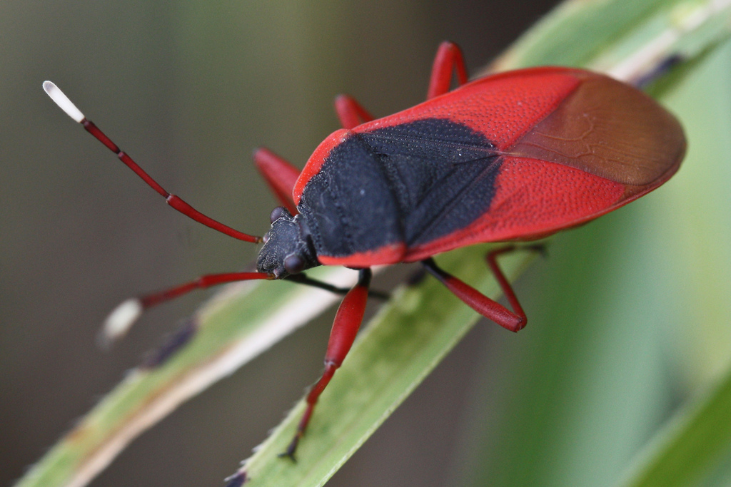 Red and Bordered Plant Bugs from Chembra Peak, Wyanad, Kerala, India on ...