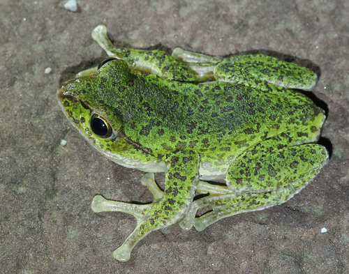 Baoxing Tree Frog, Zhangixalus dugritei