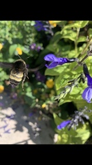 Bombus pensylvanicus