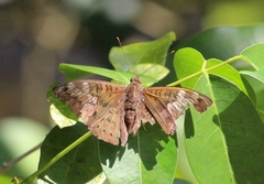 Adoliadini