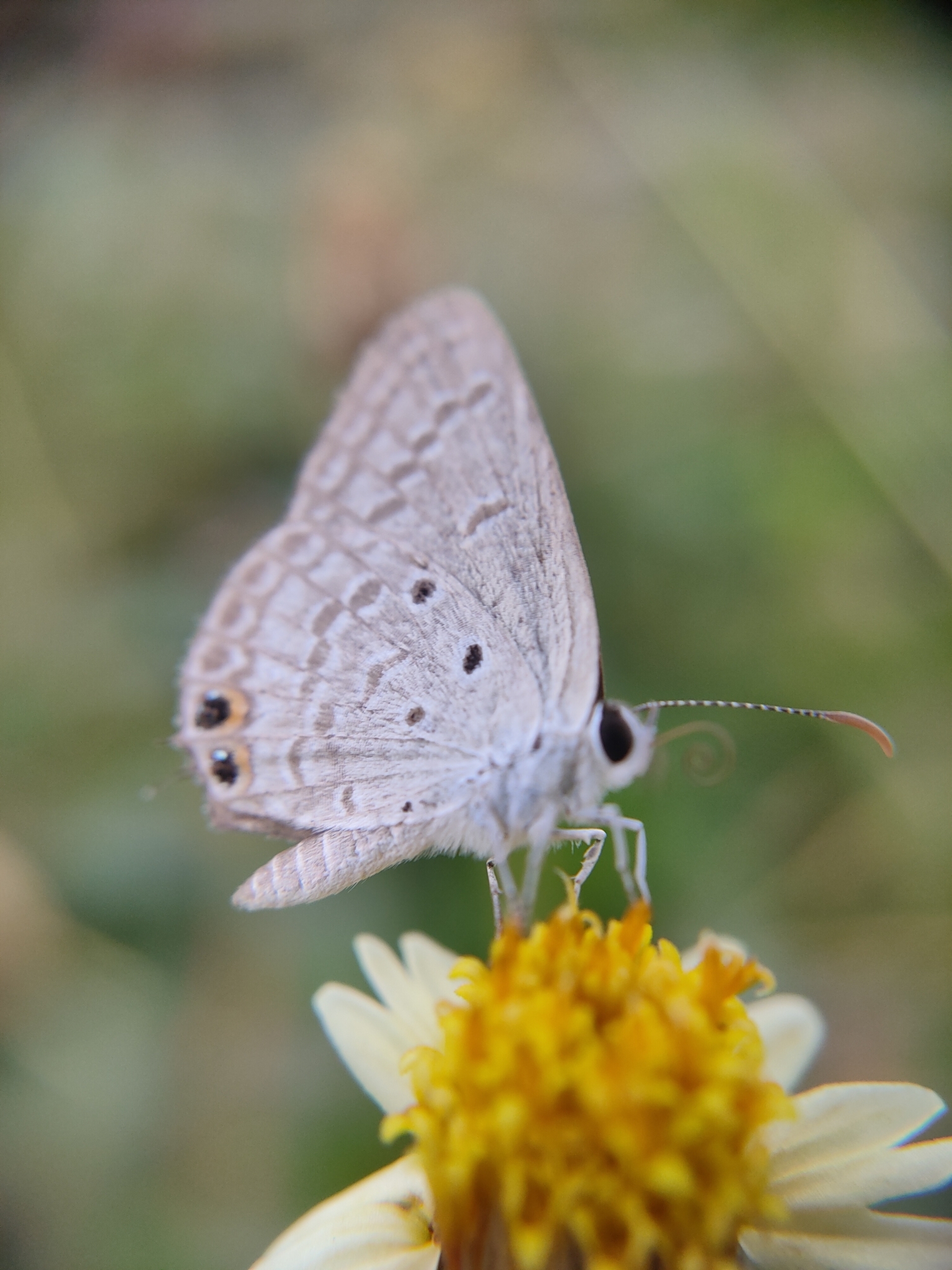 Gram Blue