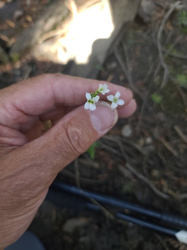 Nuttall's Rockcress (Arabis nuttallii)