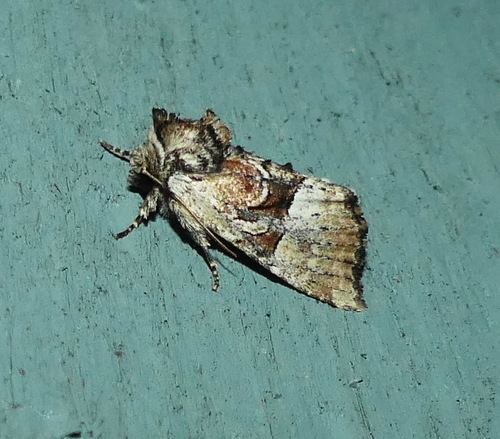 Multicolored Sedgeminer Moth