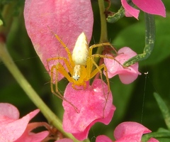 Oxyopes flavus