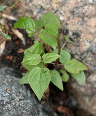 Catalpa × erubescens