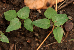 Catalpa × erubescens