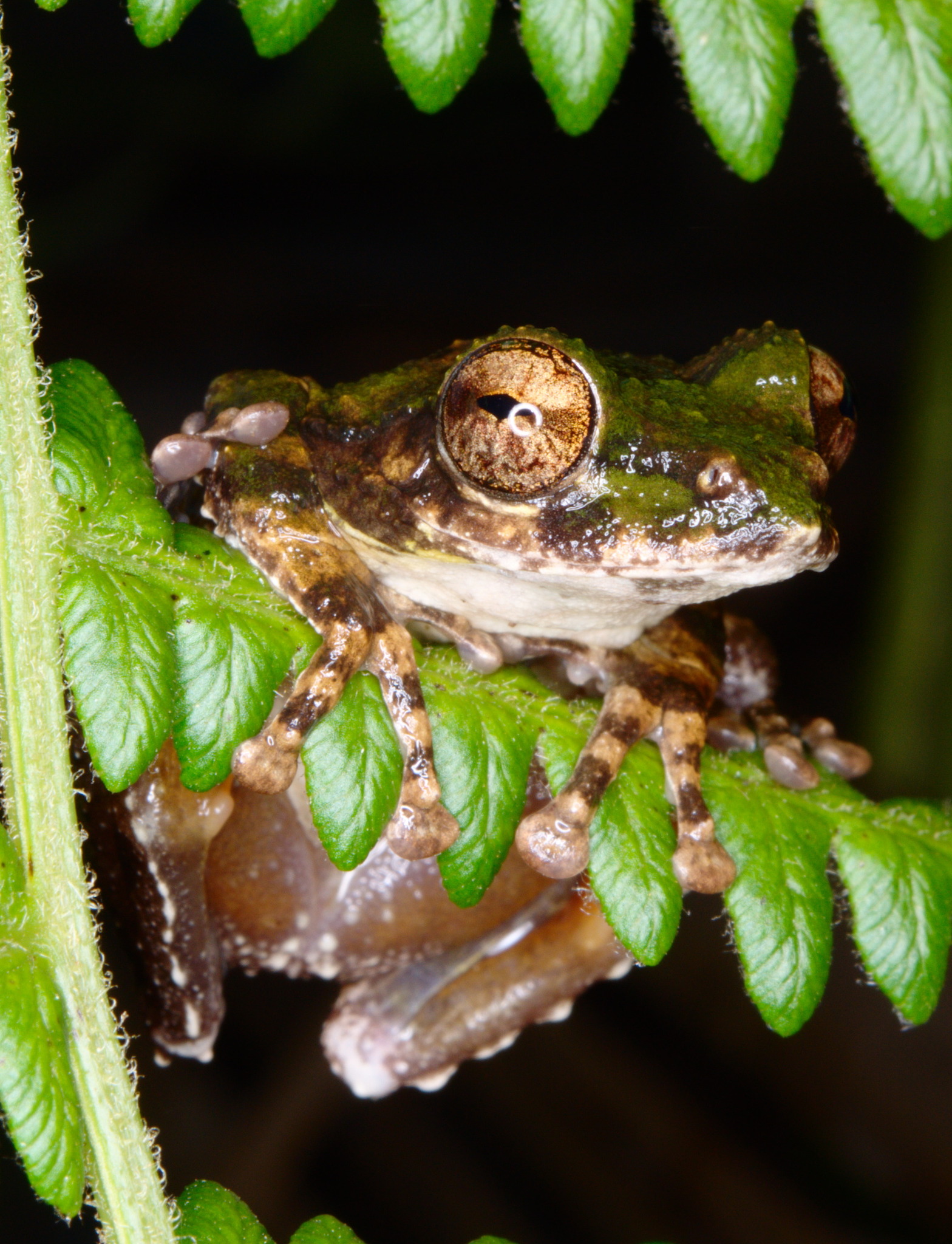 Annandale's High Altitude Frog, Kurixalus naso