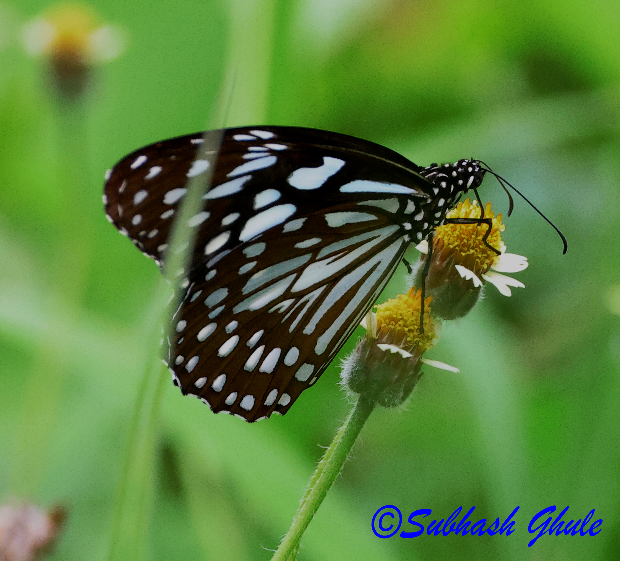 Blue Tiger