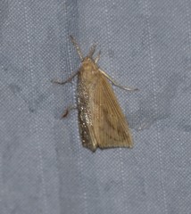 Diatraea saccharalis