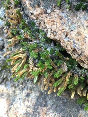 Selaginella watsonii