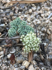 Oreonana clementis