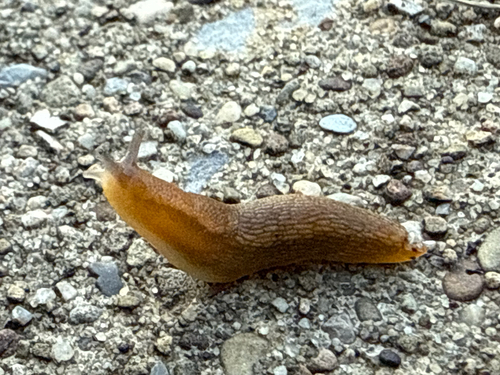 Manihot grahamii 2