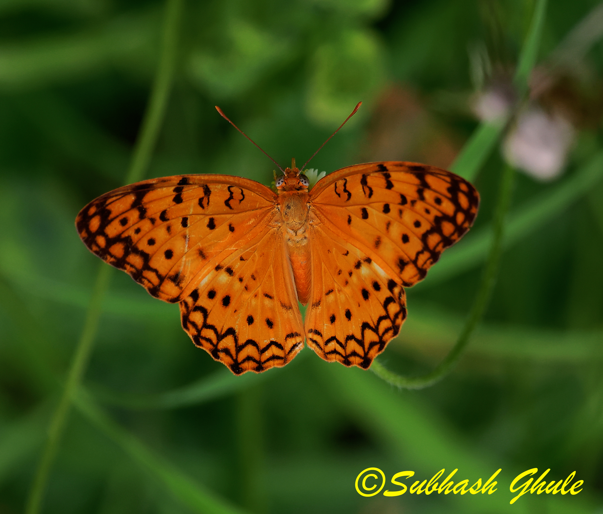 Common Leopard