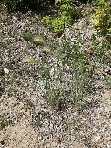 Foxtail Barley