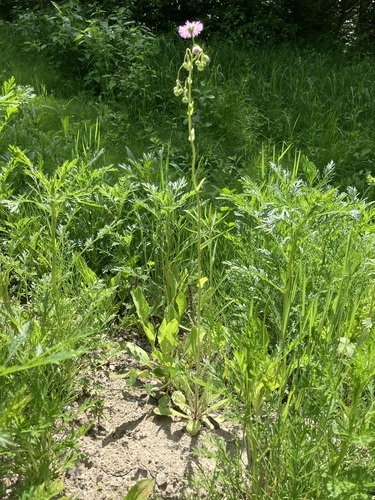 Common Philadelphia Fleabane