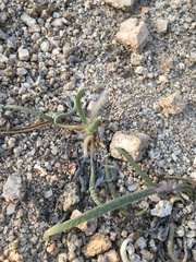 Ivesia santolinoides