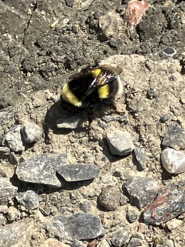 Cryptic Bumble Bee
