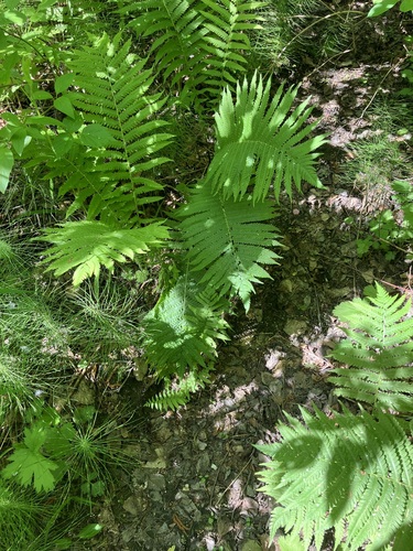 ostrich fern