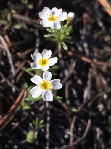 Sierra Nevada Leptosiphon (Leptosiphon oblanceolatus)