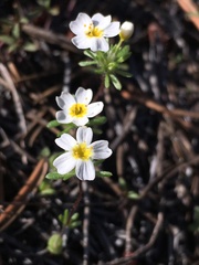 Leptosiphon oblanceolatus