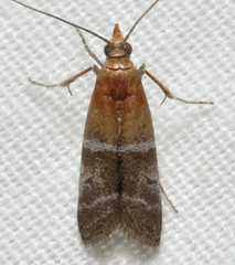 Moodna pallidostrinella