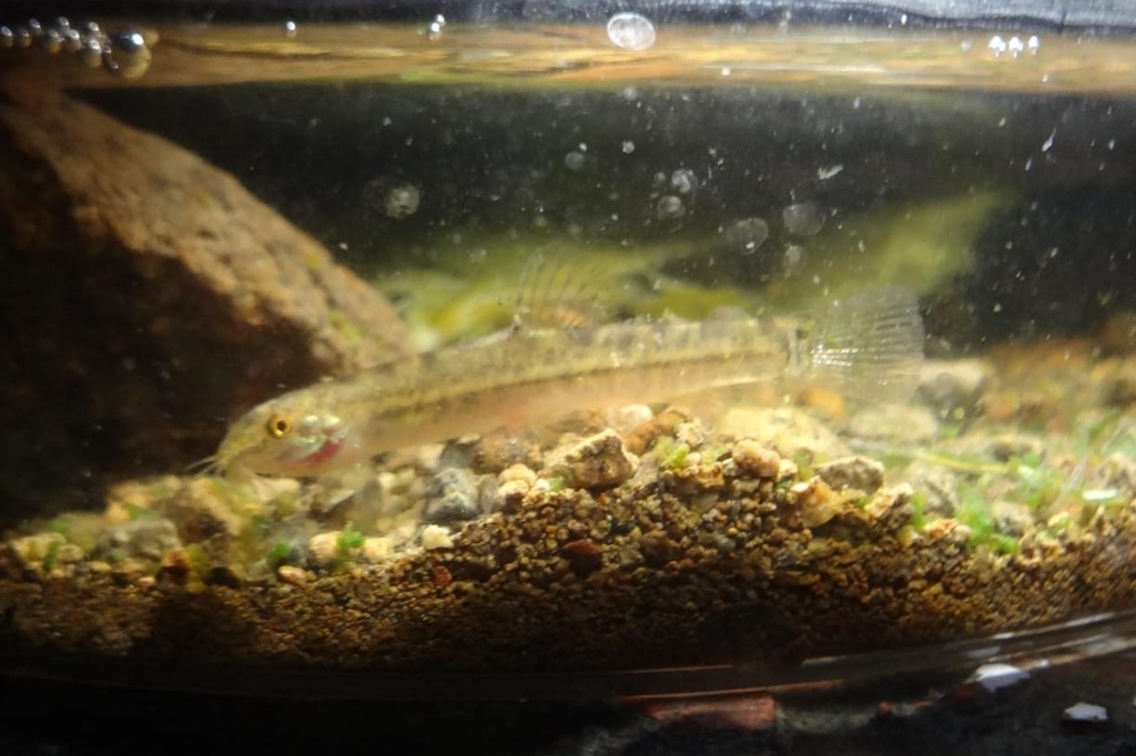 Lepidocephalichthys hasselti (Lepidocephalichthys hasselti)