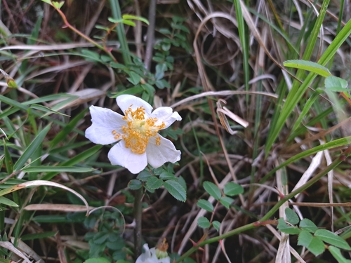 Rosa transmorrisonensis (Rosa transmorrisonensis)