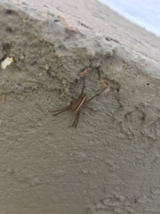 Neoctenus