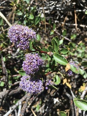 Ceanothus pinetorum