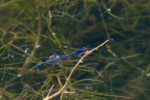 Claw-tipped Bluet photo 5