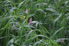 Fumaria muralis muralis