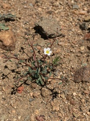 Linanthus inyoensis
