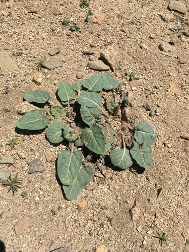 Image of Oenothera xylocarpa by (c) Matt Berger, some rights reserved (CC BY)