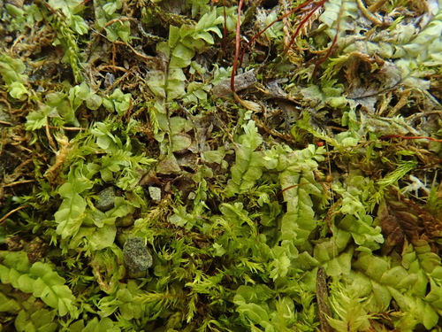 Pale Liverwort (Chiloscyphus pallescens)