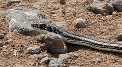 Masticophis taeniatus taeniatus