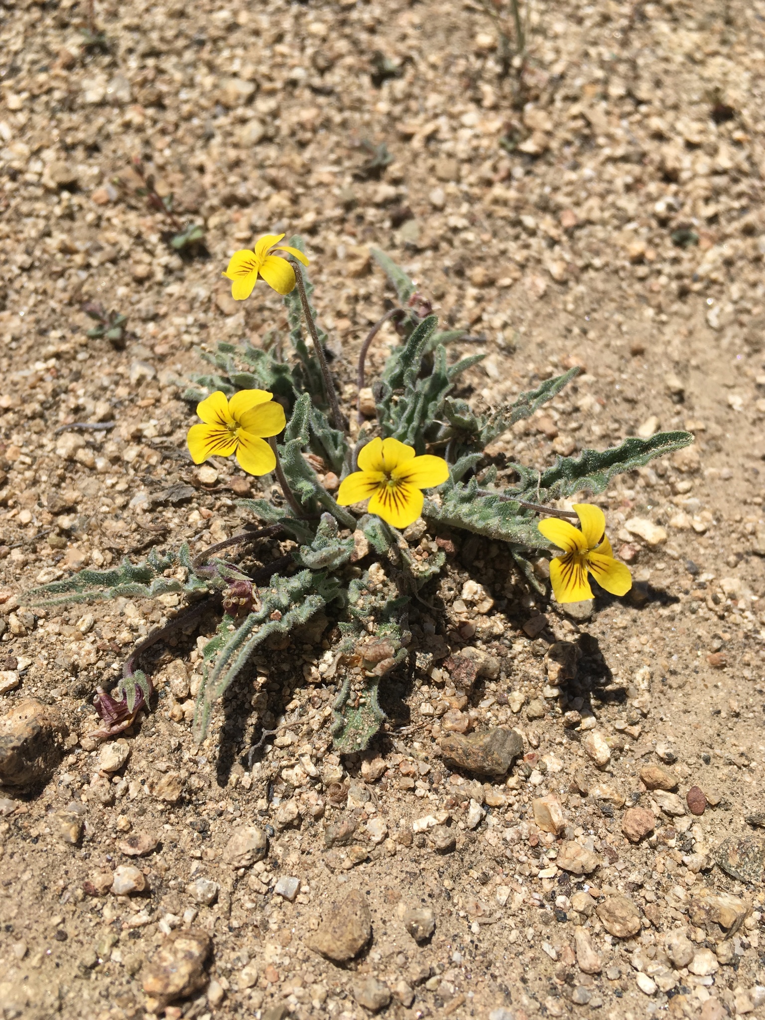 Viola pinetorum var. grisea