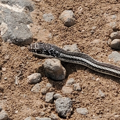 Masticophis taeniatus taeniatus