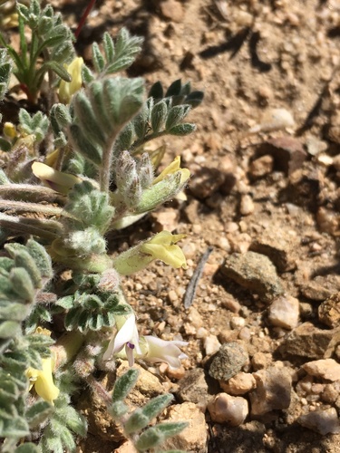 Image of Astragalus subvestitus by (c) Matt Berger, some rights reserved (CC BY)