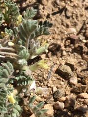 Astragalus subvestitus