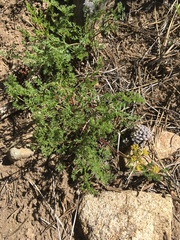 Cymopterus terebinthinus