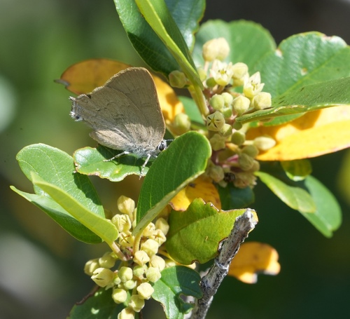 iNaturalist observation photo of Gold-hunter's Hairstreak
