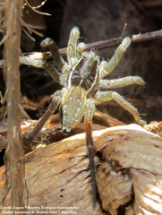 Diapontia uruguayensis