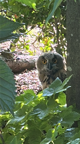 View observation of {o.common_name} on iNaturalist