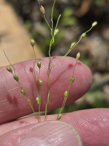 Slim-leaf Witchgrass (Dichanthelium linearifolium)