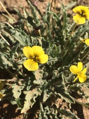 Viola pinetorum grisea