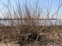 Phyllanthus sellowianus